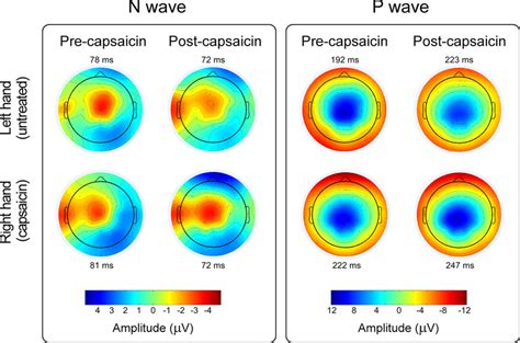 Scalp Topography Scalp Topographies Of The Grand Average Peps After