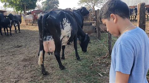 como dobrar a produção de leite vacas produção acima 40 litros