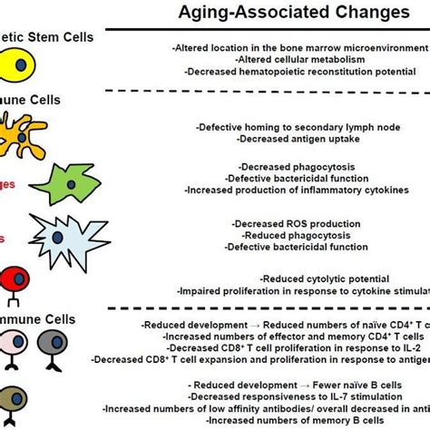 PDF Aging Associated Changes In Hematopoiesis And Leukemogenesis