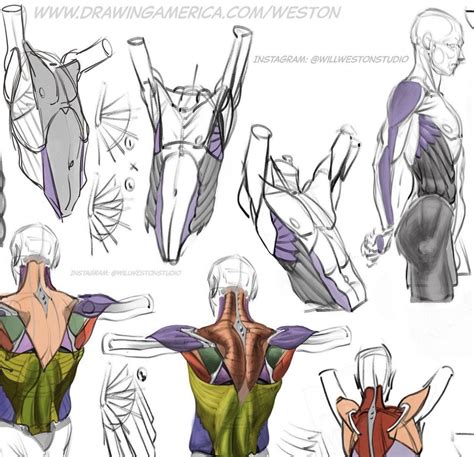 Pin by Martin Schwarz on Anatomy in 2024 | Life drawing, Human anatomy ...