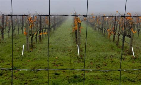 The Naked Vineyard Photograph By Beatrice Cox Fine Art America