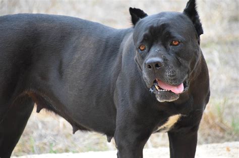 The Cane Corso Dog Breed Information Pictures Characteristics And Facts