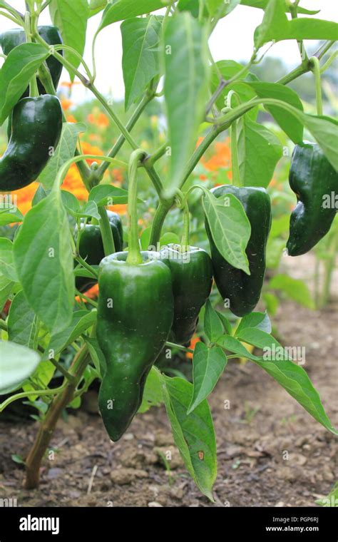 Capsicum Annuum On Plant High Resolution Stock Photography And Images