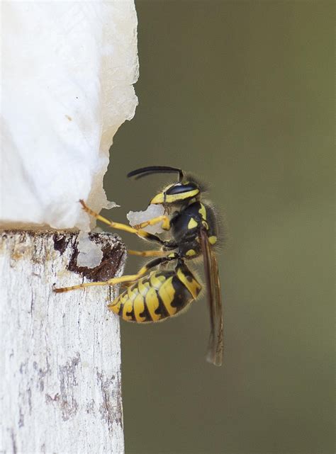 Identifying Wasps