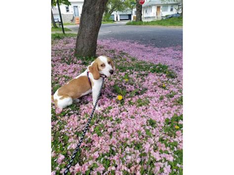 lemon beagle for sale Philadelphia - Puppies for Sale Near Me