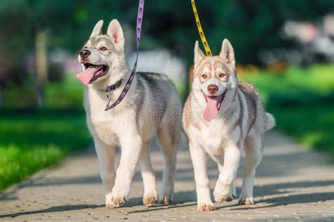 Two Siberian Husky Puppies On Colored Leashes Walk In The Park In