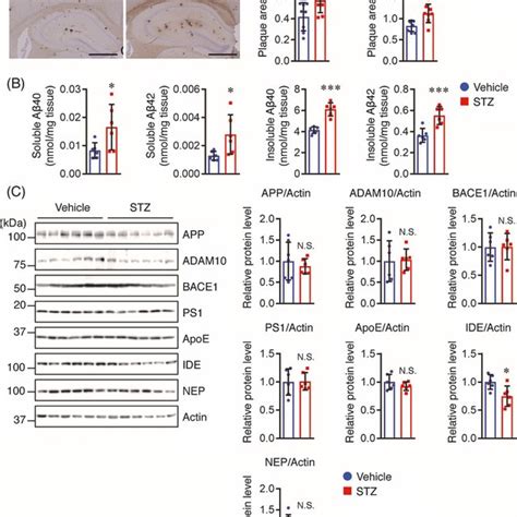 Stz Increases Aβ Plaque Burden And Aβ Levels In The Hippocampus And