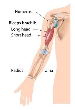 Muscles Of The Elbow Forearm Flashcards Quizlet