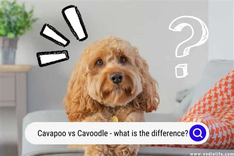 Cavapoo Vs Cavoodle What Is The Difference Oodle Life