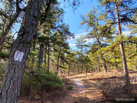 Batsto Lake Trail – Wharton State Forest | njHiking.com | State forest, Lake, Trail