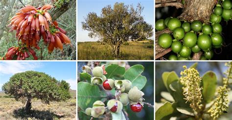 Why Wild African Fruits Can Supplement Low Protein Staple Foods