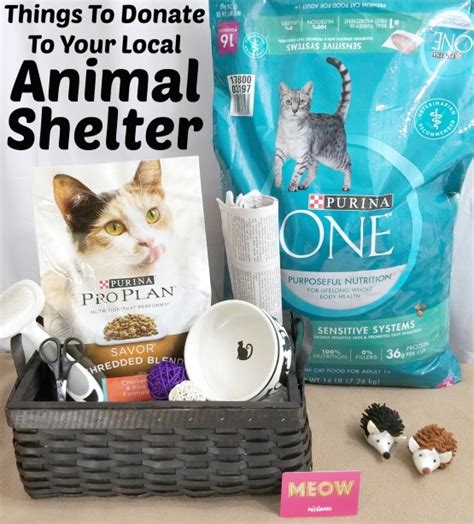 Things To Donate To Your Local Animal Shelter Making Time For Mommy