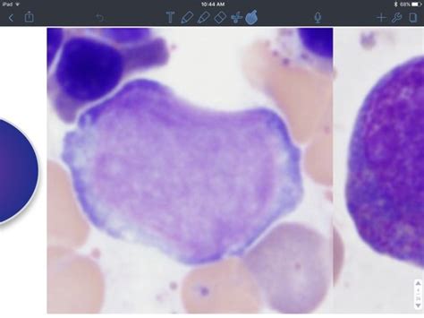 Neutrophils Flashcards Quizlet