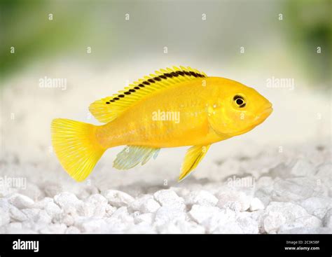 Electric Yellow Cichlid Labidochromis Caeruleus Malawi Aquarium Fish