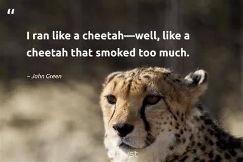 25 Cheetah Quotes to Inspire Agility and Adaptability