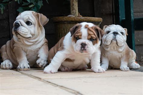 British bulldog puppy 1223320 Stock Photo at Vecteezy