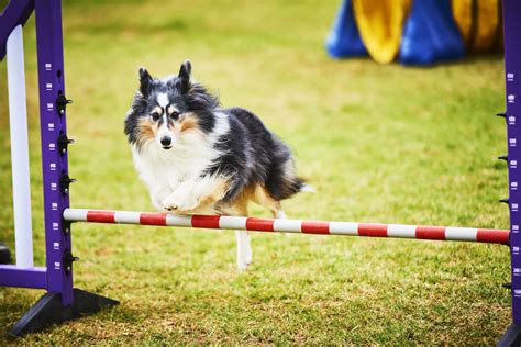 Melbourne Royal All Breeds Championship Show - Melbourne Royal Show