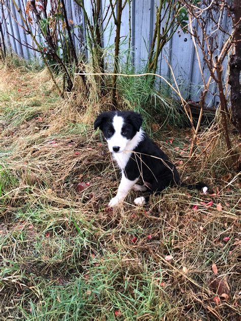 Newest member of the family, Odin at 9 weeks (McNab Border Collie) : r