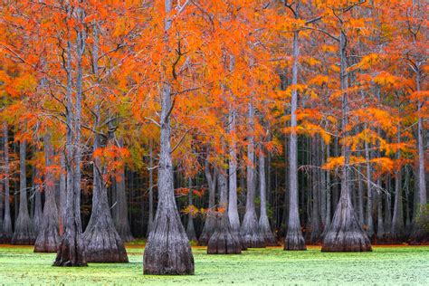 Cypress Tree Photography | Cypress Swamp Photos | Joseph C. Filer Fine ...