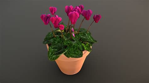 Cyclamen Plant Buy Royalty Free 3D Model By Lassi Kaukonen