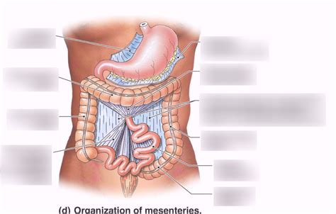 Mesentery Proper