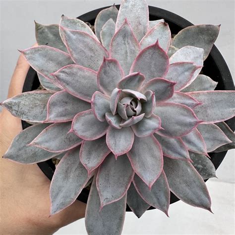 Echeveria Pinky Dk Succulents Korea Rare Korean Succulents