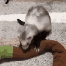 Ferret GIFs | Tenor