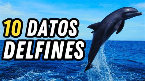 10 Datos Curiosos de los Delfines Sabías que duermen solo con la