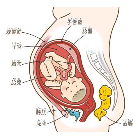 胎盤の重要な役割と前置胎盤などのトラブル 新型出生前診断 Nipt Japan