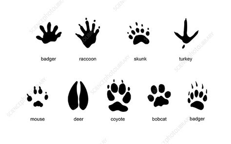 Skunk Tracks Vs Raccoon Tracks