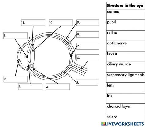 Human Eye Diagram Worksheets Library