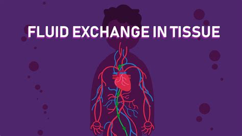 How The Exchange Of Body Fluids In Tissues Happens Biology Youtube