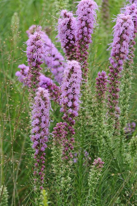 Prairie Blazing Star Thickspike Gayfeather Kansas