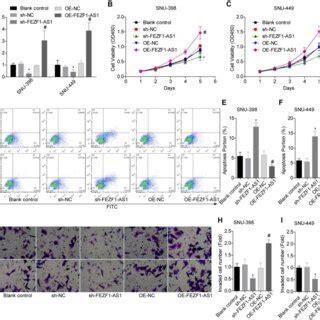 FEZF1 AS1 Promoted The Proliferation And Invasion And Inhibits The