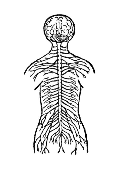 Free Nervous System Cliparts, Download Free Nervous System Cliparts png ...