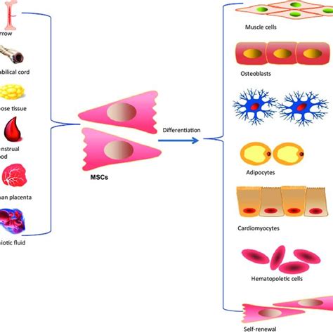 Different Sources And Differentiation Potential Of Mscs This Figure