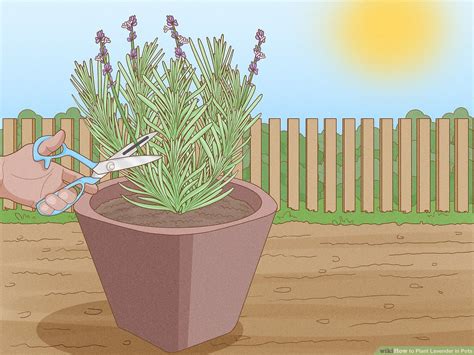 Lavender Plants In Pots