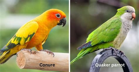 Conure Vs Quaker Parrot Differences Similarities