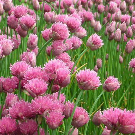 Allium schoenoprasum 'Forescate' - Zier- und Gewürzschnittlauch online