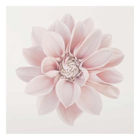 Dahlie Blume Pastell Weiß Rosa Glasbild als Quadrat Bilderwelten