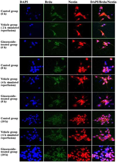 Morphological Observations Of The Number Optical Density And Area