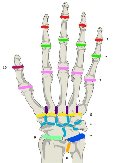 Joints of the Hand & Wrist Diagram | Quizlet