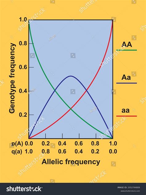Hardy Weinberg Principle Equation Hardy Weinberg Stock Vector Royalty