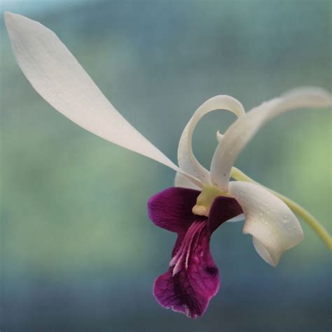 Buy Orchid Dendrobium No Flask Amthai Orchids Online