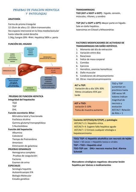 Pruebas De Funci N Hepatica Patolog A Cl Nica Miriam Quinto Udocz