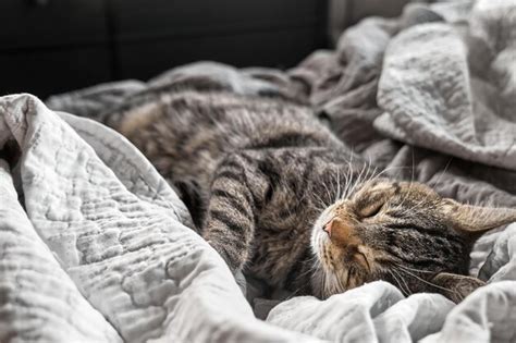 Premium Photo Cute Tabby Cat Sleeping On Gray Blanket On The Bed