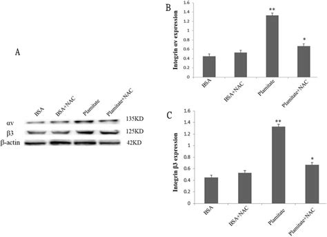 Effect of NAC 2 mM 24 h on integrin αv and integrin β3 expression