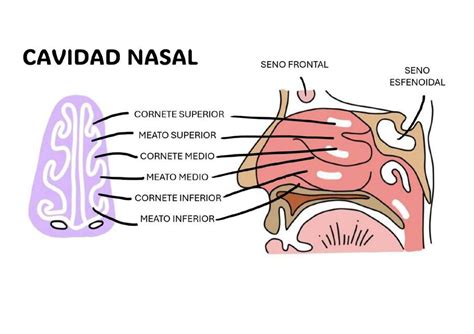 Cavidad Nasal Camila Silva Udocz