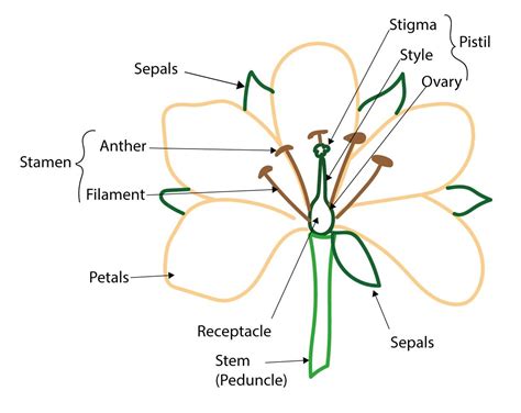 Understanding Botanical Anatomy: Tips for Accurate Plant Representation ...