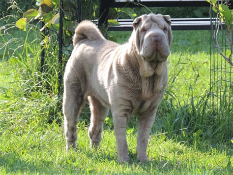 Шарпеи в питомнике Шат Шьюн.